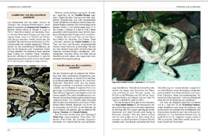 boa_constrictor_-_ratgeber_zur_haltung_im_terrarium_2