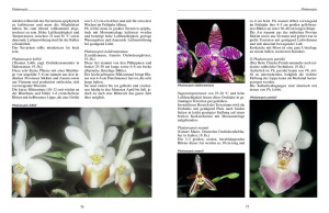 bromelien_orchideen_und_farne_im_tropenterrarium_2_209304073