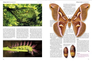 bugs_5_-_nordafrikanische_skorpione_im_terrarium_3