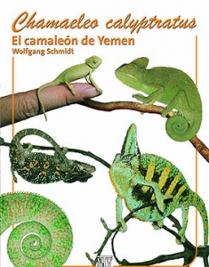 Chamaeleo calyptratus - El camaleón de Yemen
