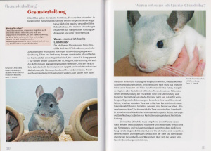 chinchillas_chinchilla_lanigera_2