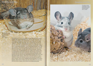 chinchillas_chinchilla_lanigera_3