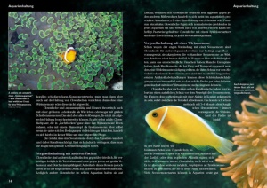 Die Haltung von Clownfischen im Aquarium
