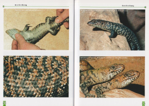 cunninghams_stachelskink_egernia_cunninghami_1