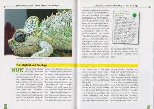 das_helmchamaeleon_3_2106382287