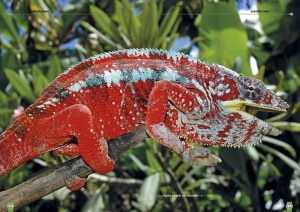 das_pantherchamaeleon_1_404883757