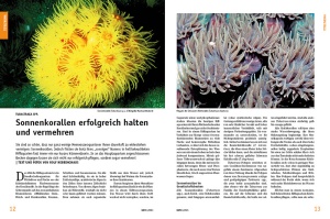 datz_-_mai_2021_-_die_erfolgreiche_pflege_vermehrung_und_vergesellschaftung_von_sonnenkorallen_1