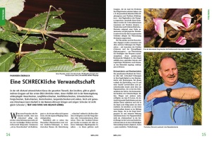 datz_-_phasmiden_-_haltung_und_zucht_von_gespenstschrecken_im_terrarium_1