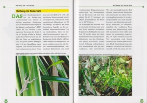 der_bahama-anolis_2_200782923
