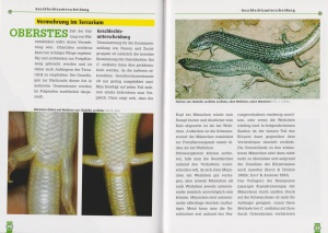 der_gefleckte_walzenskink_9783937285634_seiten_48-49