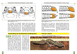 der_mexikanische_und_mittelamerikanische_krallengecko_1
