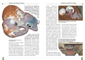 der_palmatogecko_2