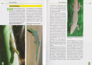 der_palmen-taggecko_1