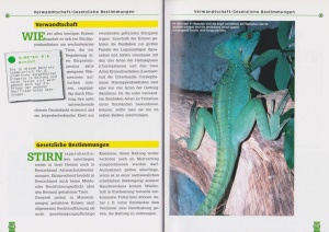 der_stirnlappenbasilisk_1
