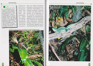 der_stirnlappenbasilisk_2