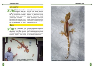 der_streifengecko_3_1026906777