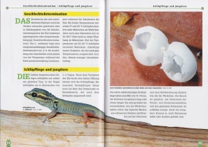 der_tuerkisblaue_zwergtaggecko_3_889327822