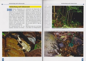 der_zipfelkroetenfrosch_1_769548564