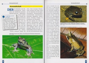 der_zipfelkroetenfrosch_2_326744702