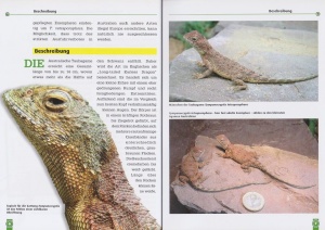 die_australische_taubagame_2
