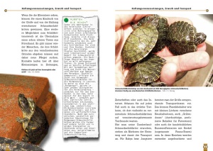 die_cumberland-schmuckschildkroete_1