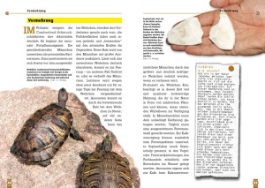 die_cumberland-schmuckschildkroete_3