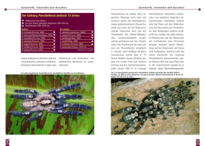 die_indische_ornamentvogelspinne_2