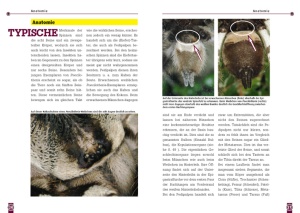 die_indische_ornamentvogelspinne_3