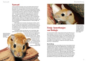 die_persische_rennmaus_1