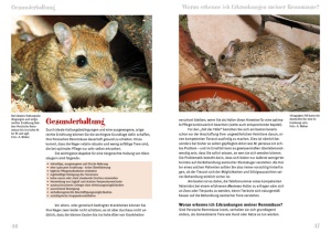 die_persische_rennmaus_2