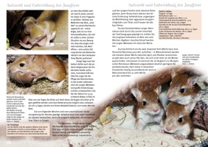 die_persische_rennmaus_3