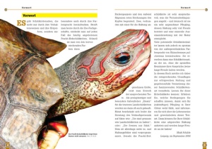 die_pracht-erdschildkrote_1_936858367