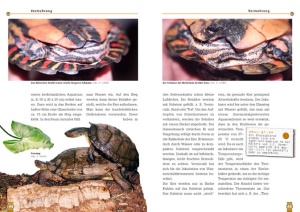 die_pracht-erdschildkrote_3