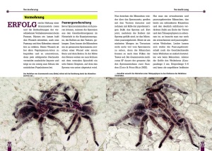 die_rote_chile-vogelspinne_3_311919638