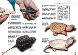 die_schnappschildkroete_3_1756168960