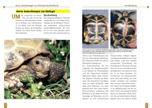die_steppenschildkroete_1