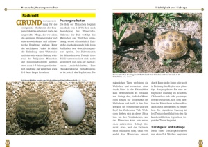 die_steppenschildkroete_3