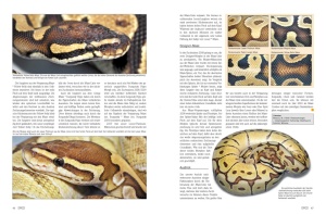 draco_nr__35_-_koenigspythons_im_terrarium_halten_und_vermehren_2