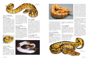 draco_nr__35_-_koenigspythons_im_terrarium_halten_und_vermehren_3