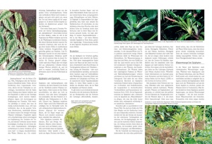 draco_nr__41_-_tipps_und_tricks_fur_die_bepflanzung_von_terrarien_2