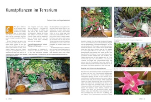 draco_nr__41_-_tipps_und_tricks_fur_die_bepflanzung_von_terrarien_3