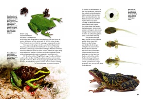 entdecke_die_amphibien_2