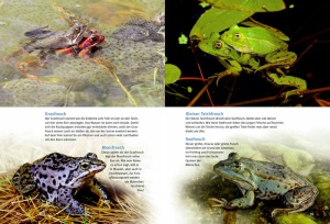 entdecke_die_amphibien_3