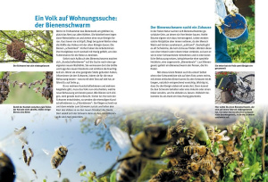 entdecke_die_bienen_9783866594746_innenseiten_24-25_511699943