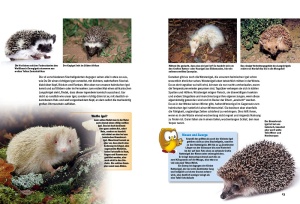 entdecke_die_igel_1