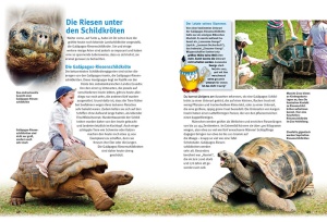 entdecke_die_schildkroeten_3