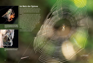 Aufbau und Funktion eines Spinnennetzes