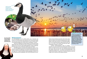 entdecke_schwaene_gaense_und_enten_3_650607801