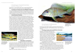 erdfresser_geophagus_2