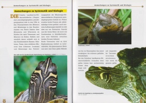 falsche_landkarten-hoeckerschildkroeten_und_mississippi-hoeckerschildkroeten_1